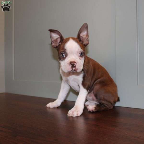 Desiree, Boston Terrier Puppy